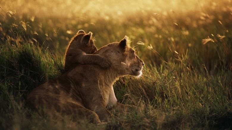 Кадр із фільму «Serengeti - Im Reich der Antilopen»
