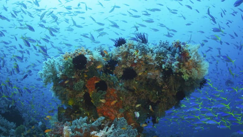 Backdrop from Ocean Secrets