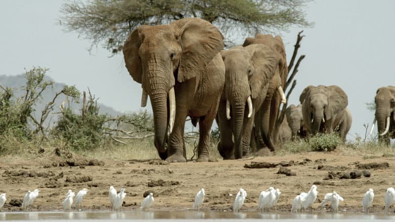Backdrop from Once Upon a Time in Tsavo