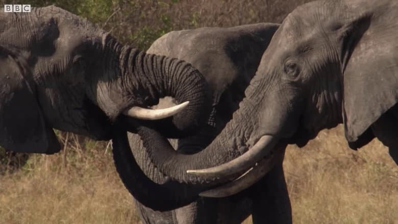 Backdrop from Botswana: Trouble in the Elephant Sanctuary