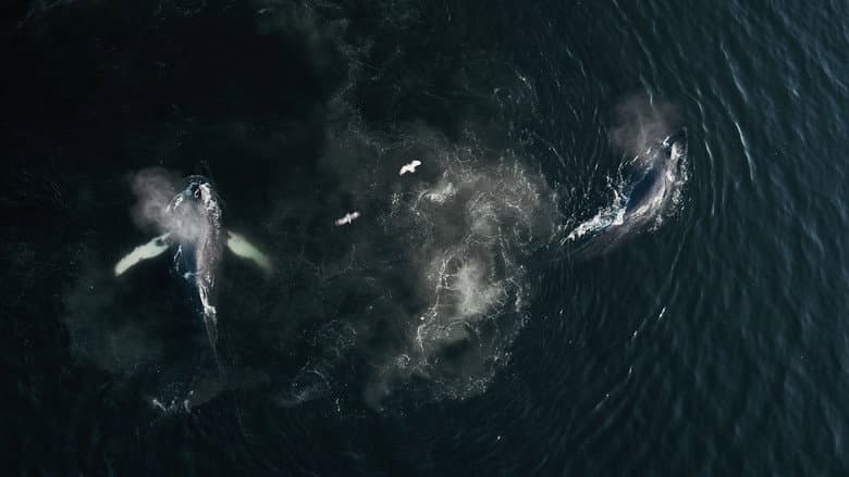Backdrop from The Whale and the Raven