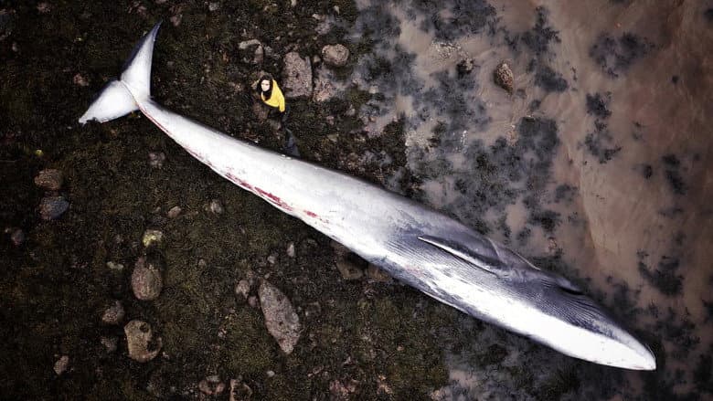 Backdrop from What Killed the Whale?