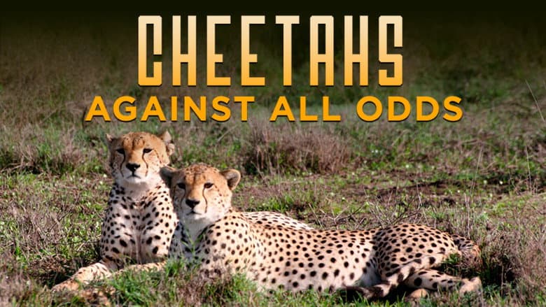 Backdrop from Cheetahs Against All Odds