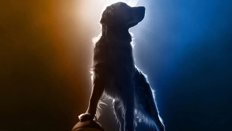 Backdrop from Air Bud Returns