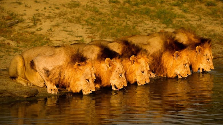 Backdrop from Brothers in Blood: The Lions of Sabi Sand