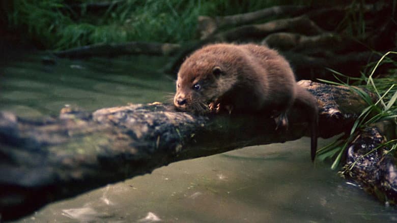 Backdrop from Tarka the Otter