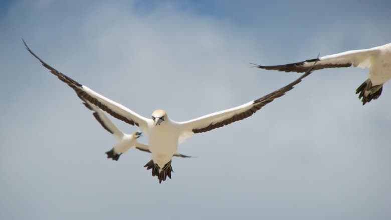 Backdrop from Gannets: The Wrong Side of the Run