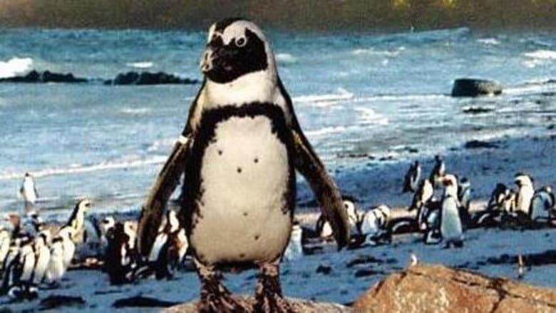 Кадр із фільму «On the Wings of Penguins»