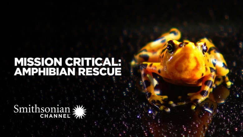 Backdrop from Mission Critical: Amphibian Rescue