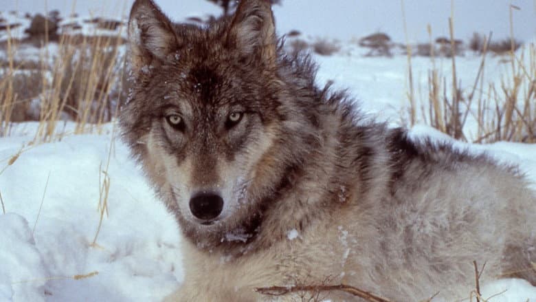 Кадр із фільму «Yellowstone: The Mystery of the Wolves»