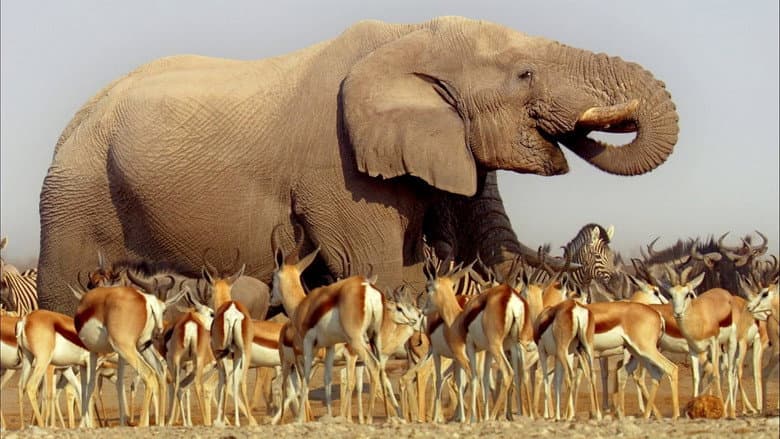 Backdrop from Africa