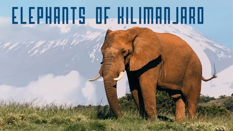 Backdrop from Elephants of Kilimanjaro