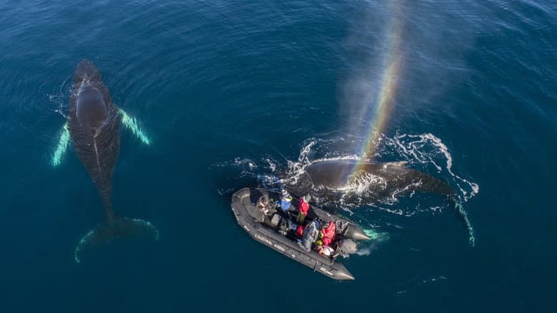 Backdrop from Whales in a Changing Ocean