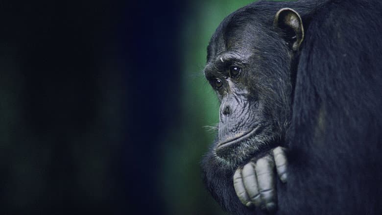 Кадр із фільму «Kingdom of the Apes: Battle Lines»