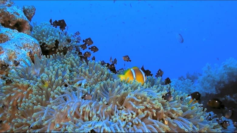 Backdrop from Fascination Coral Reef