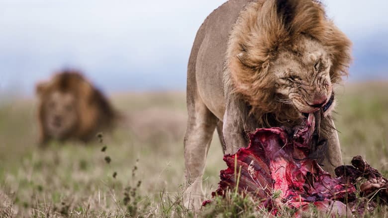 Backdrop from Lion Feeding Frenzy