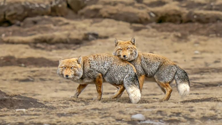 Кадр із фільму «Les animaux des hauts plateaux tibétains»