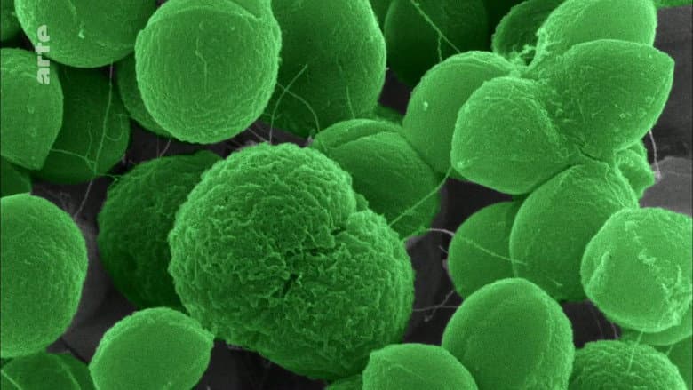 Backdrop from The Nature of Things: The Antibiotic Hunters
