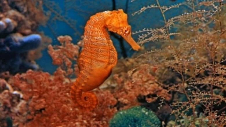 Backdrop from Mysteries of the Deep