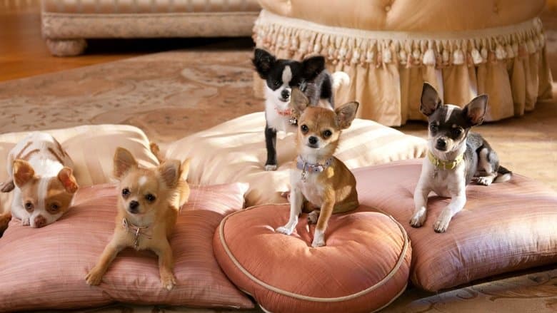 Backdrop from Beverly Hills Chihuahua 2