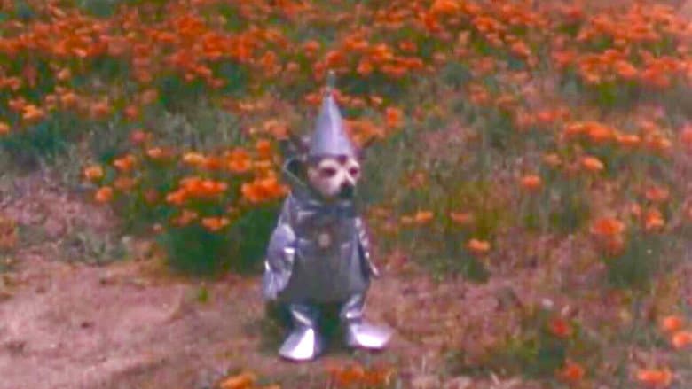 Backdrop from The Tin Woodman's Home Movie #2: California Poppy Reserve, Antelope Valley