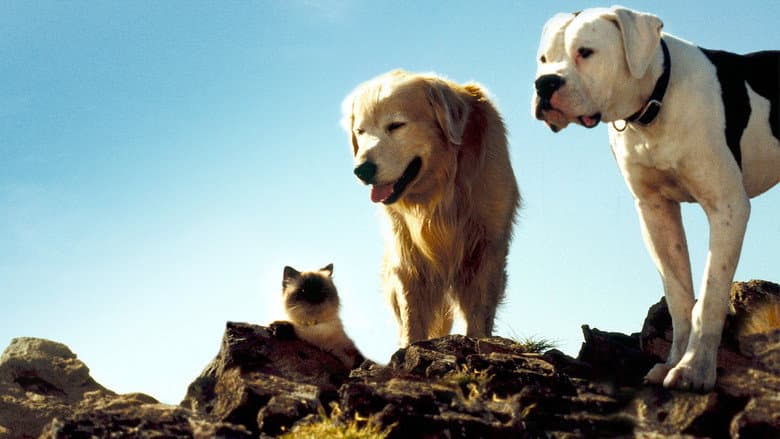 Backdrop from Homeward Bound: The Incredible Journey