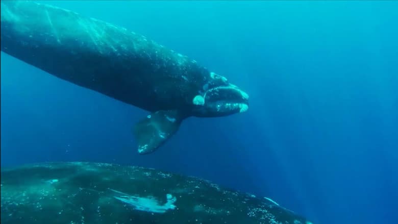 Backdrop from The Charm of Whales