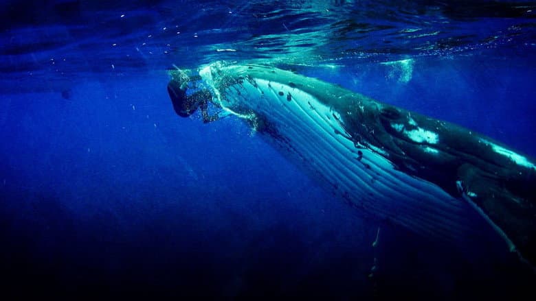 Backdrop from Danse avec les baleines
