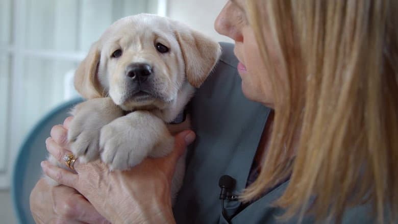 Backdrop from Pick of the Litter
