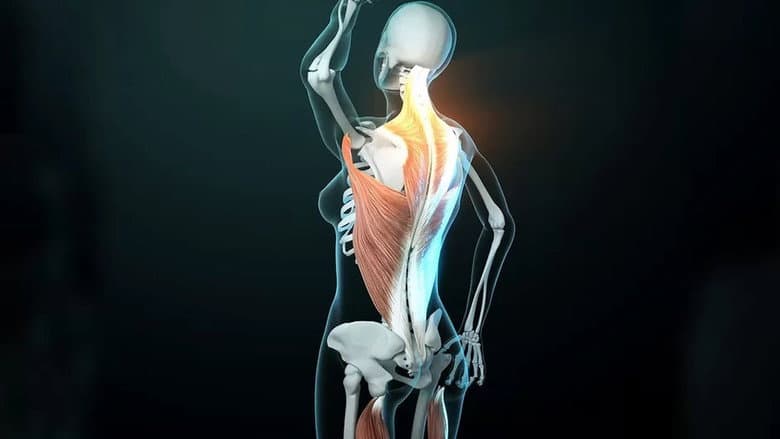 Backdrop from Fascinating Fasciae: The Hidden World Under Our Skin