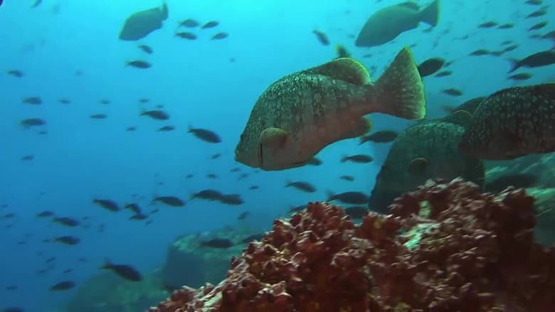 Backdrop from Ocean Predators