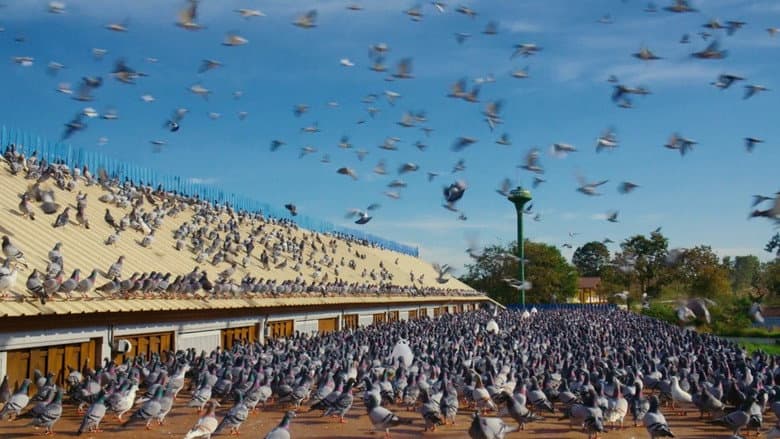 Backdrop from Million Dollar Pigeons