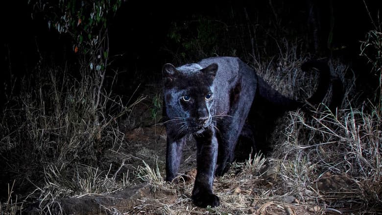 Backdrop from In Search Of A Legend: Black Leopard