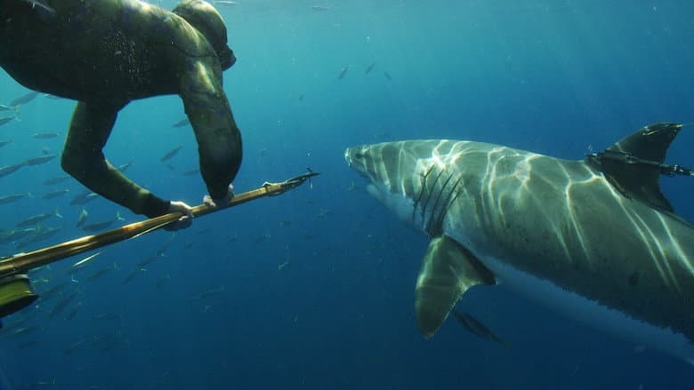 Backdrop from Great White Shark: Beyond the Cage of Fear