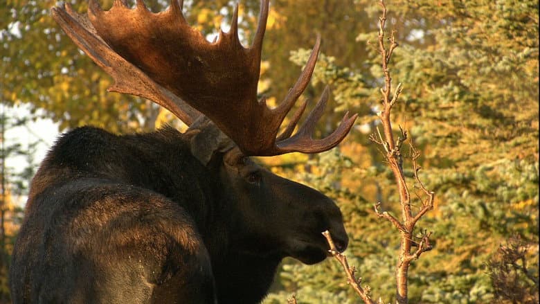 Кадр із фільму «In the Land of the Moose»