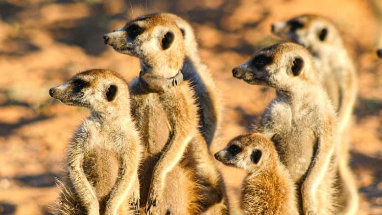 Backdrop from Meerkat Manor: The Story Begins