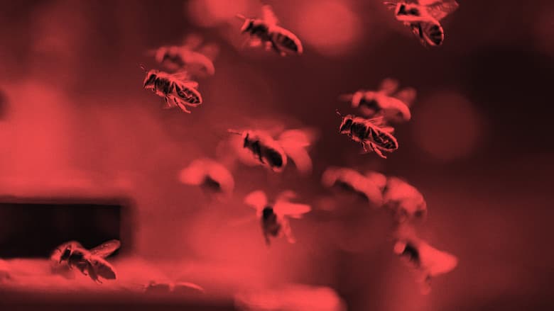 Backdrop from Killer Swarms
