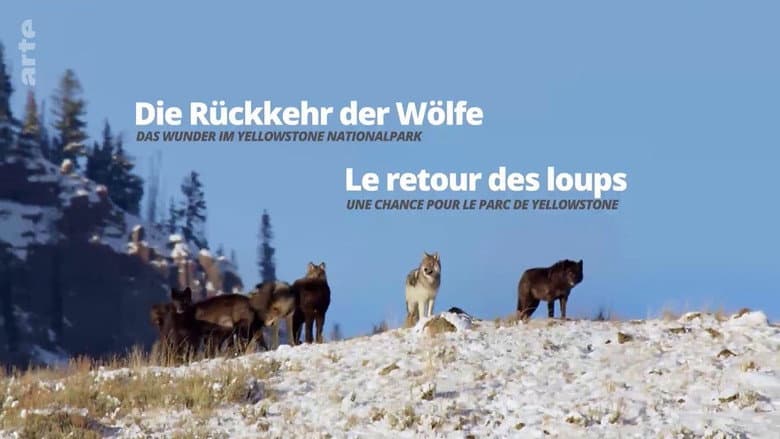 Кадр із фільму «The Return of the Wolves: The Miracle in Yellowstone National Park»