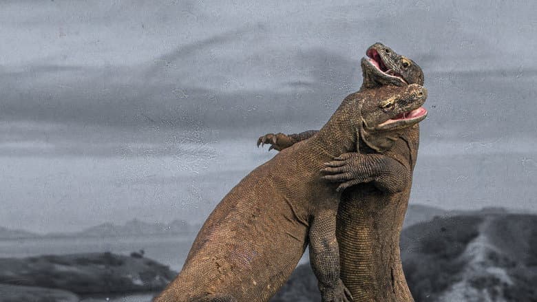 Backdrop from Attack of the Killer Dragons
