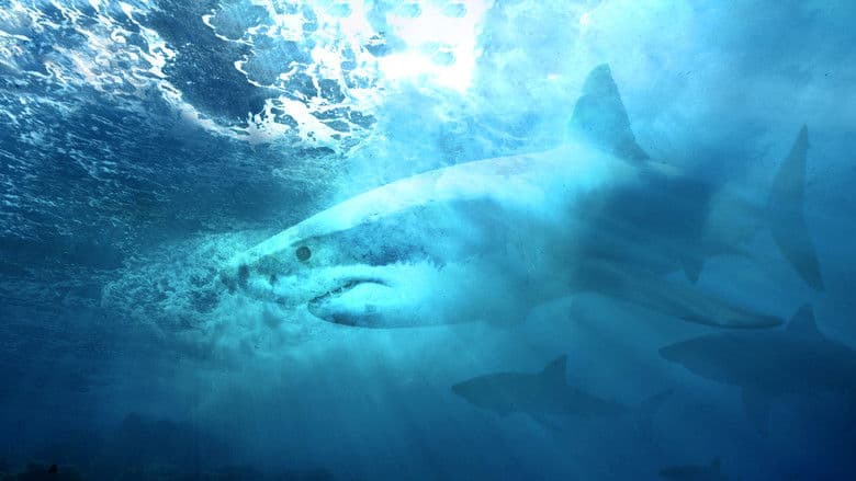 Backdrop from Camo Sharks