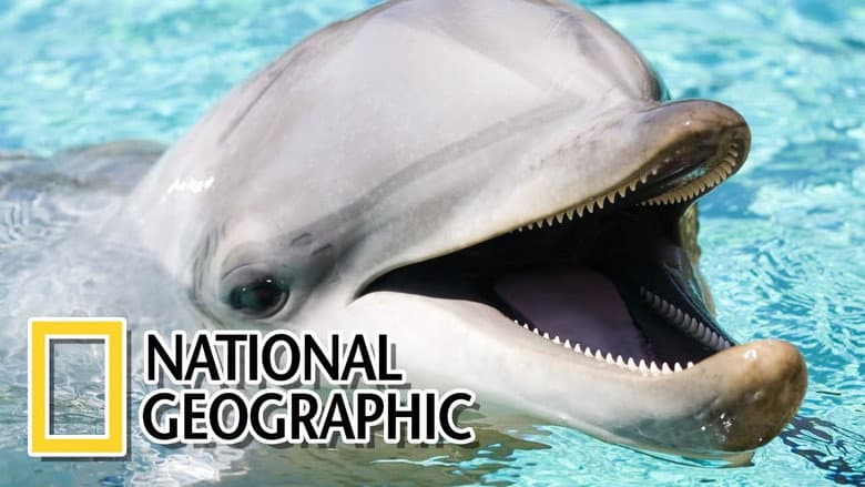 Backdrop from Dolphins: The Wild Side