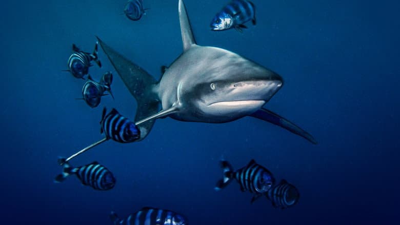 Backdrop from World's Most Dangerous Shark?