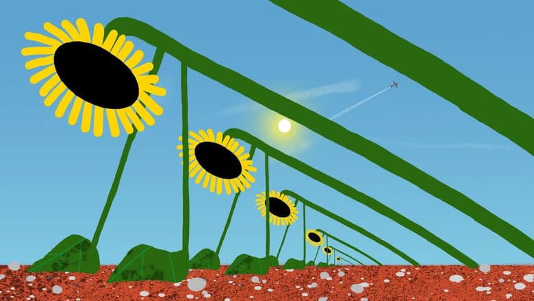 Backdrop from Sunflower