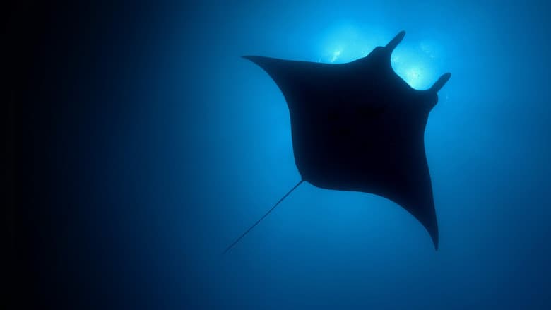 Backdrop from The Blue Planet