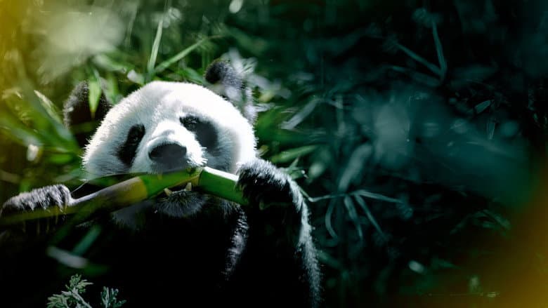 Backdrop from The Hidden Kingdoms of China