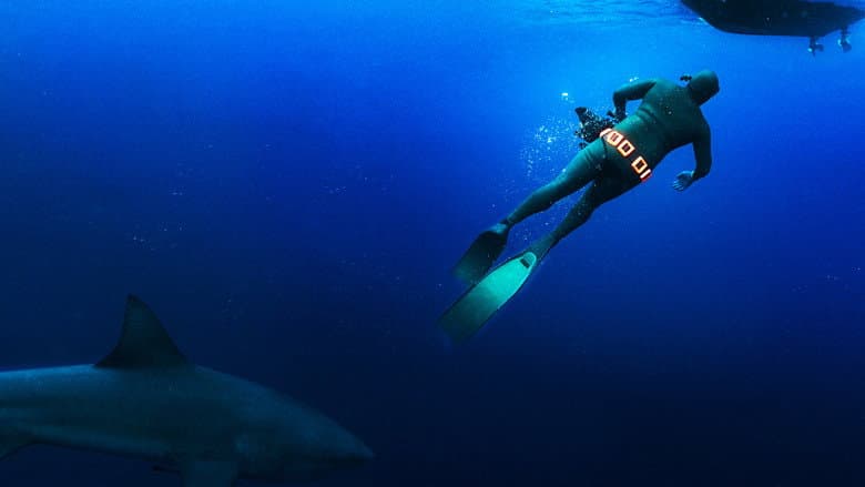 Backdrop from Secrets of the Bull Shark