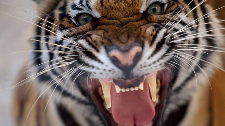 Backdrop from 20 Animals That Will Kill You