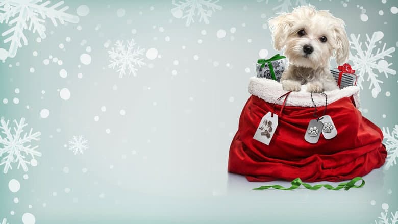 Backdrop from Charlie's Christmas Wish