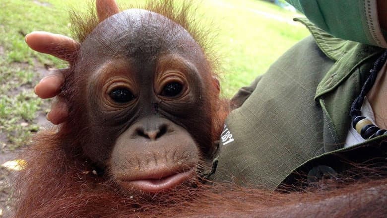 Backdrop from Orangutan Rescue - Back to the wild