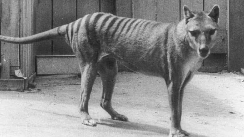 Backdrop from Extinct or Alive: The Tasmanian Tiger